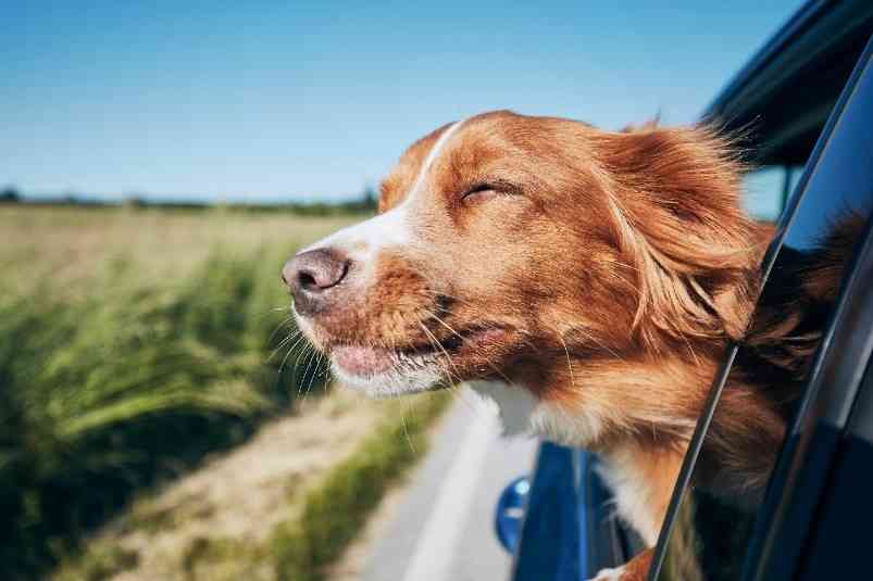 A dog sticking his head out of a car

Description automatically generated